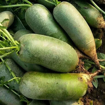 Radish Seeds - Shawo