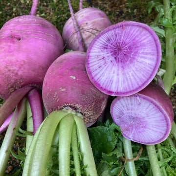 Radish Seeds – Blue