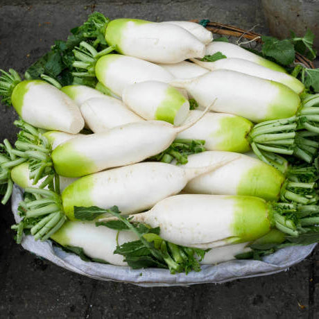 Radish Seeds – Green White
