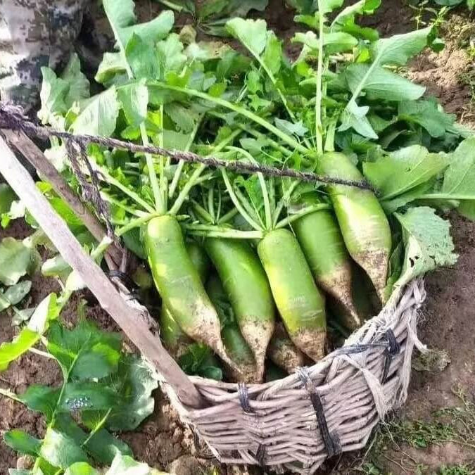 Radish Seeds - Shawo