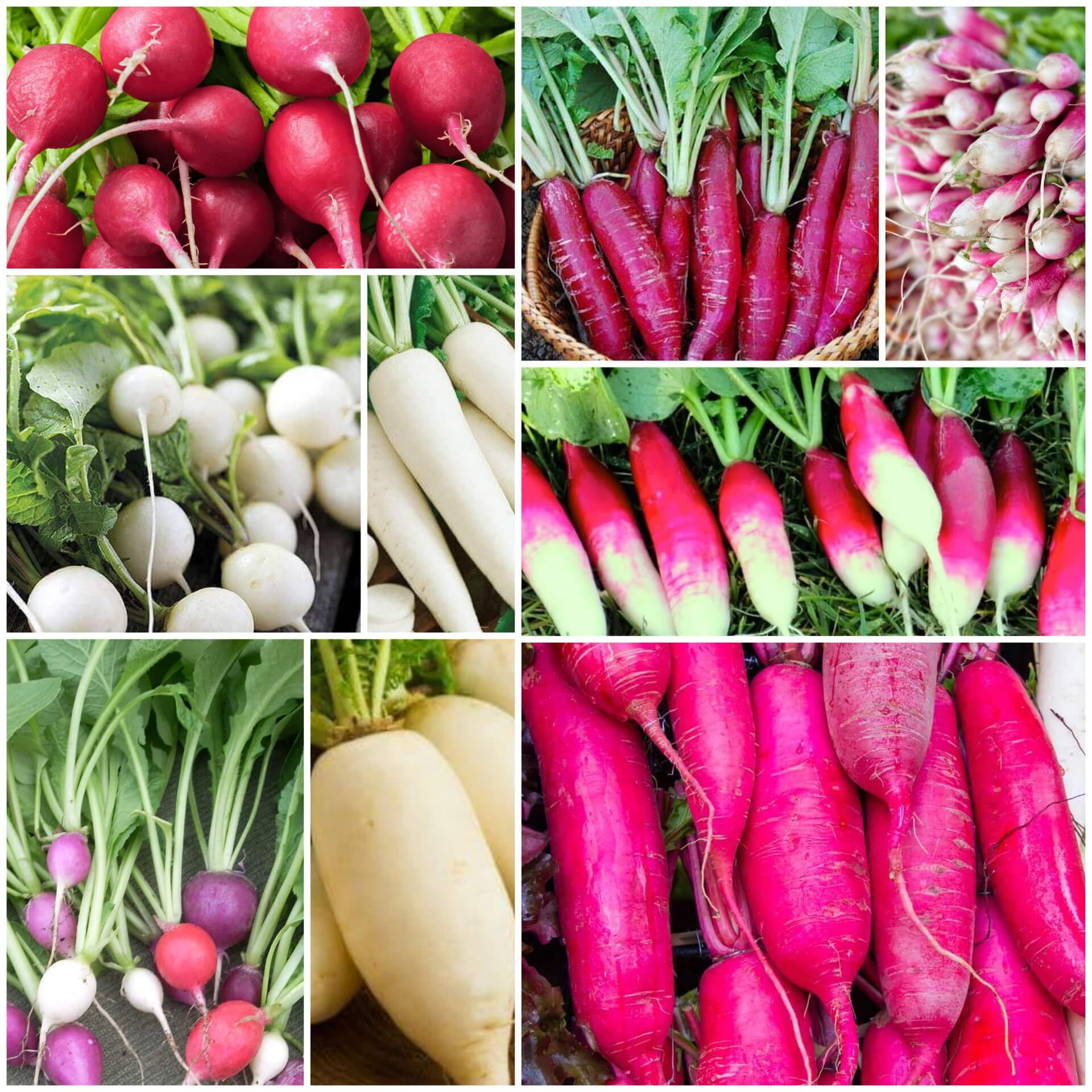 Radish Seeds - All In One For Home Gardens