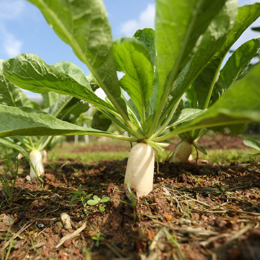Radish Seeds - All In One For Home Gardens