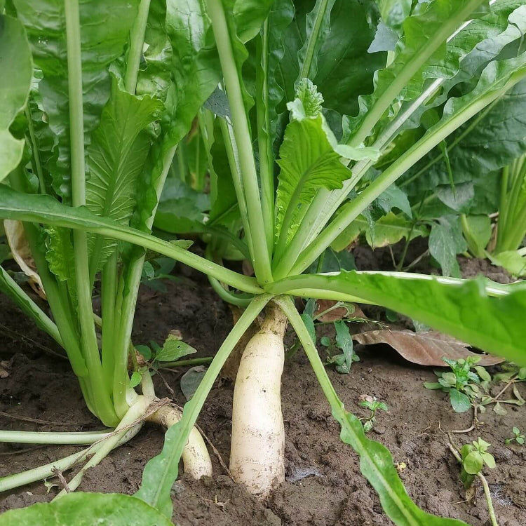 Radish Seeds - All In One For Home Gardens