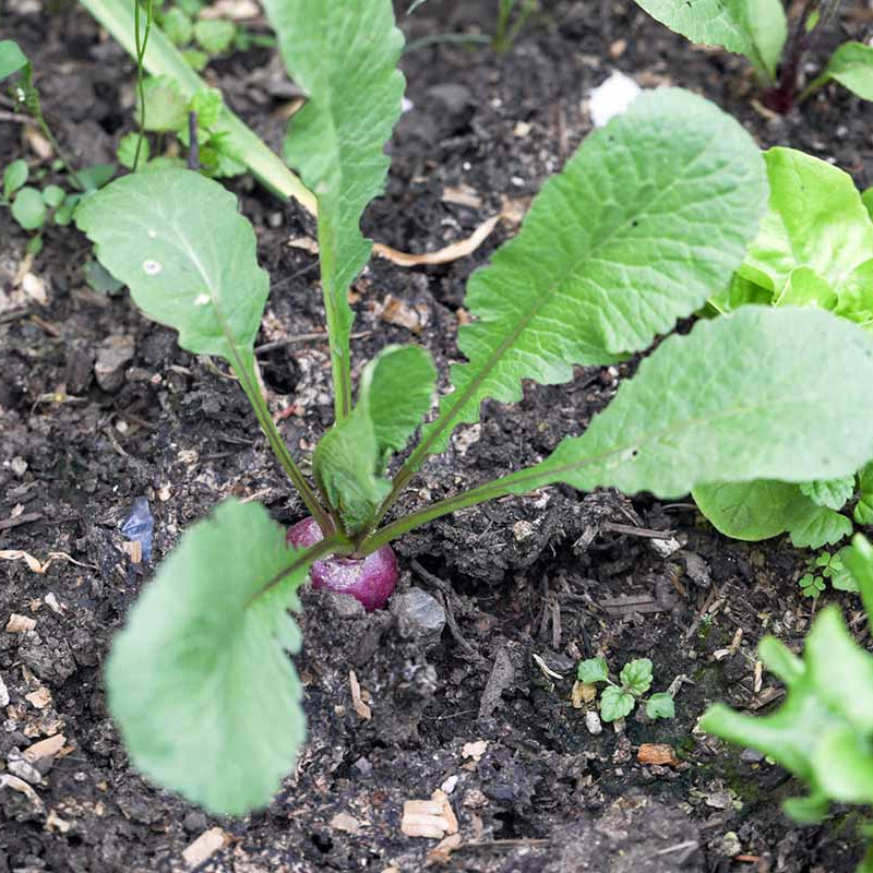 Radish Seeds - All In One For Home Gardens
