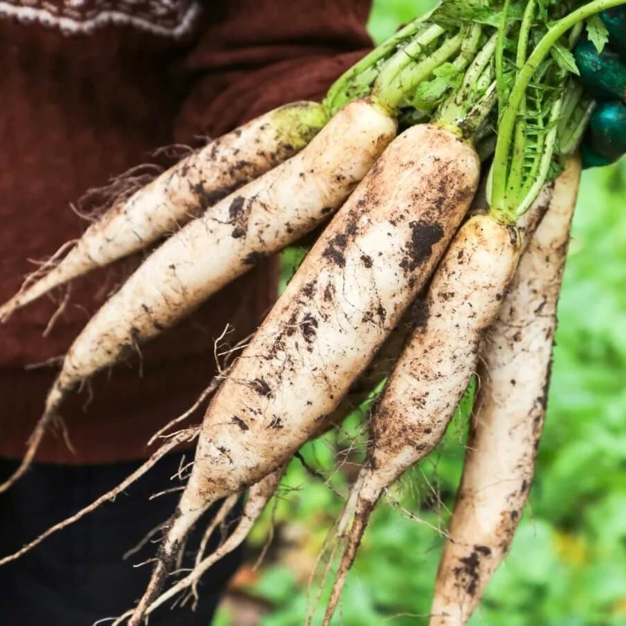 Radish Seeds - All In One For Home Gardens