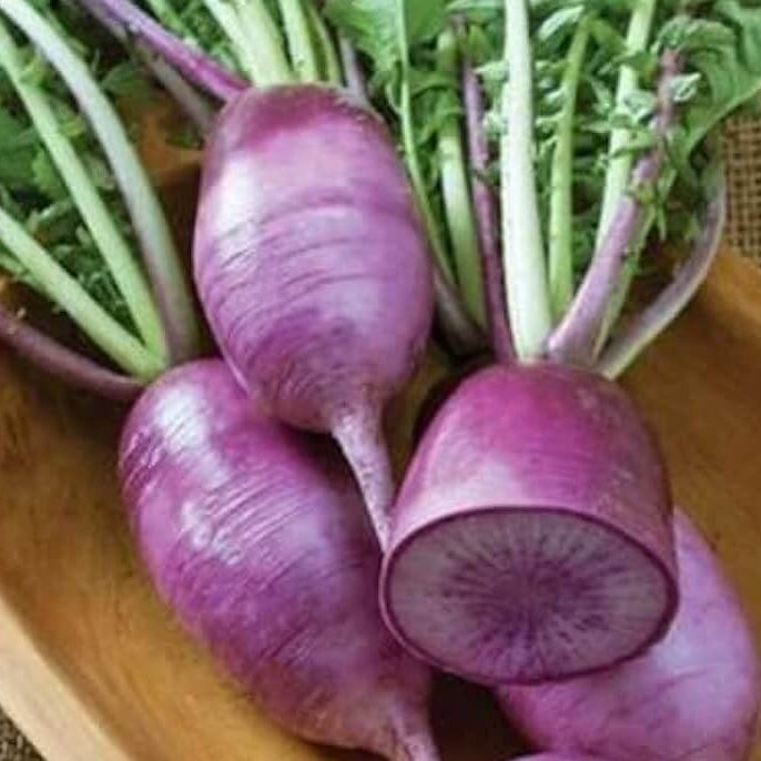 Radish Seeds - Purple