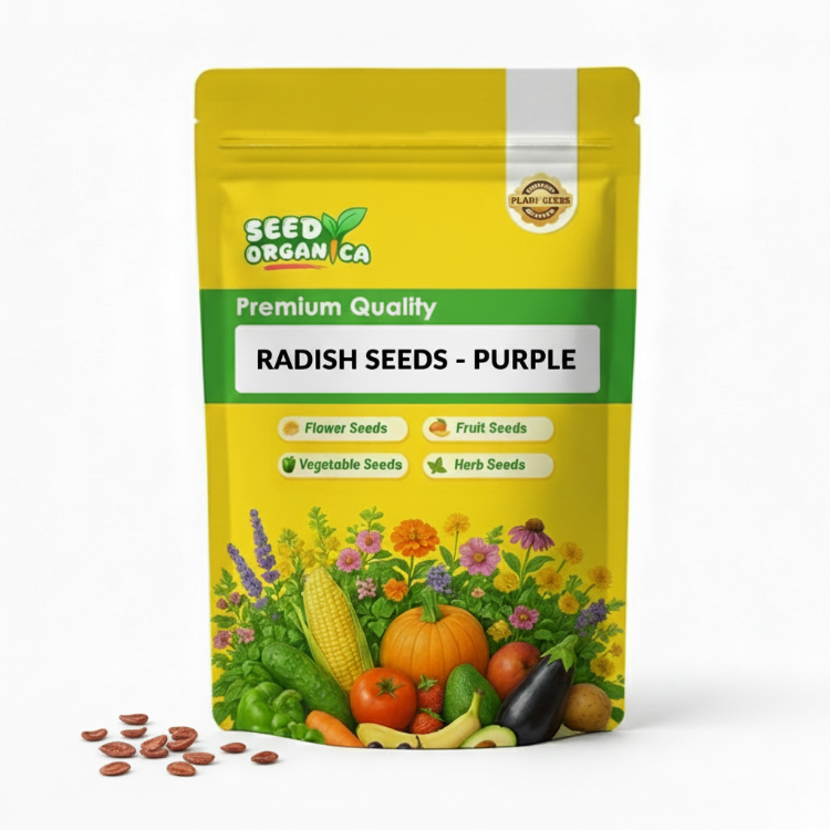 Radish Seeds - Purple