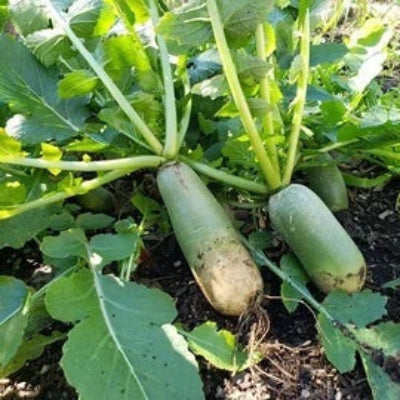 Radish Seeds - Shawo