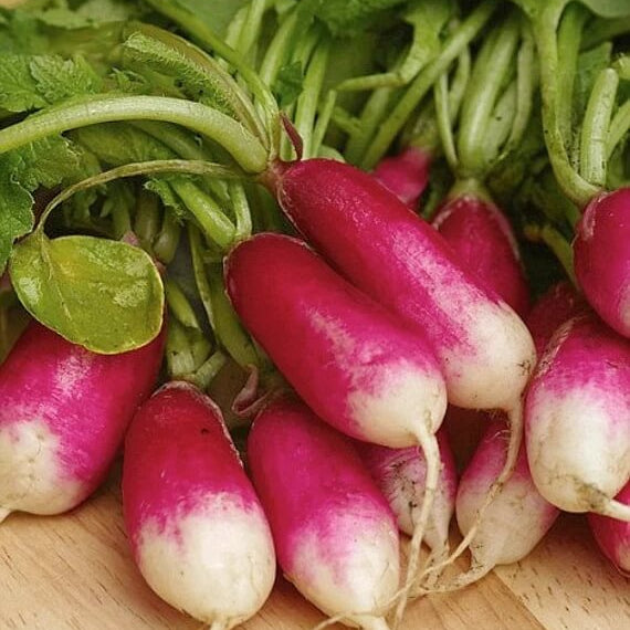 Radish Seeds - Mila