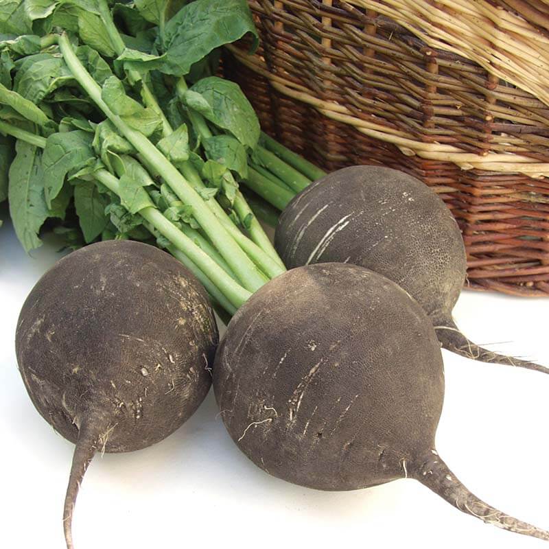 Radish Seeds – Deep Brown