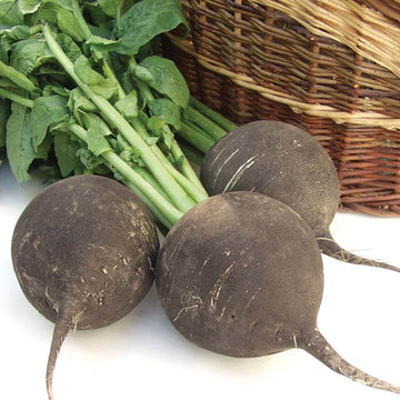 Radish Seeds – Deep Brown