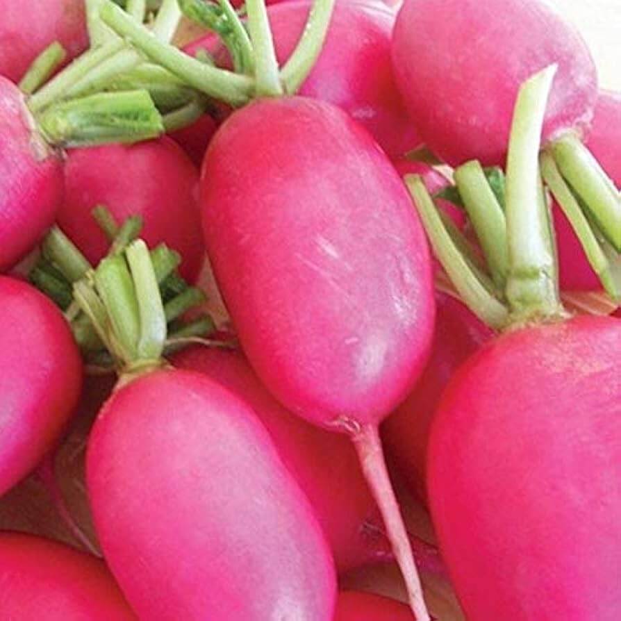 Radish Seeds – Lady Slipper