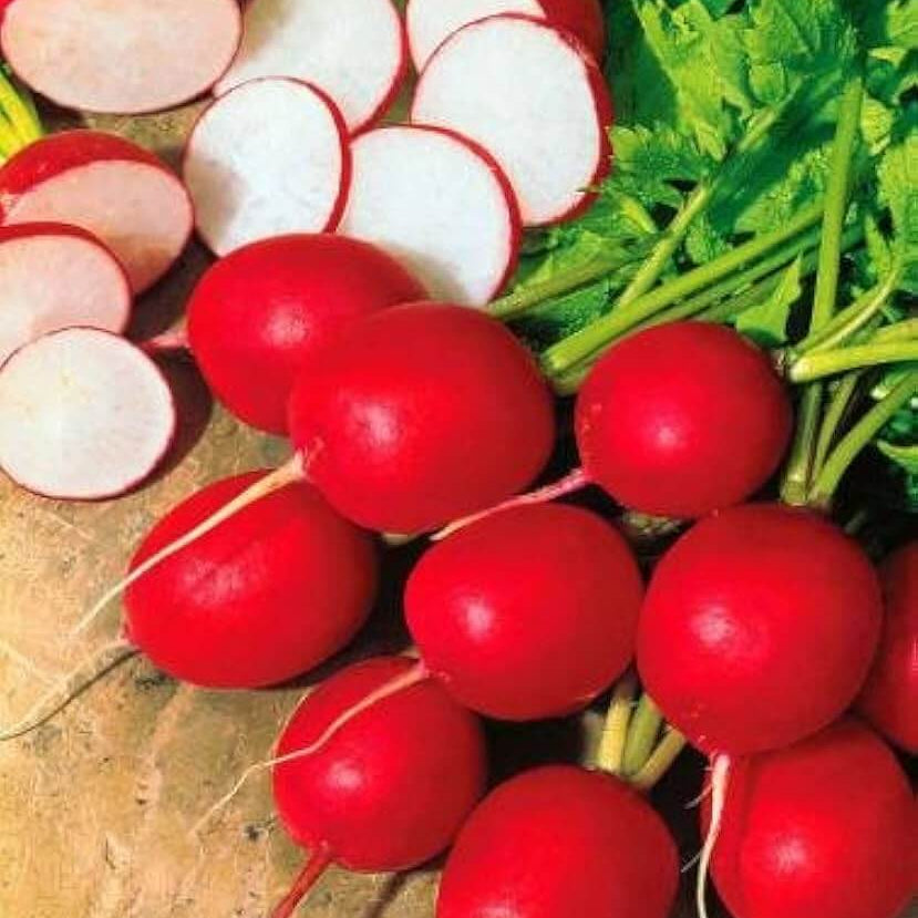 Radish Seeds – Red