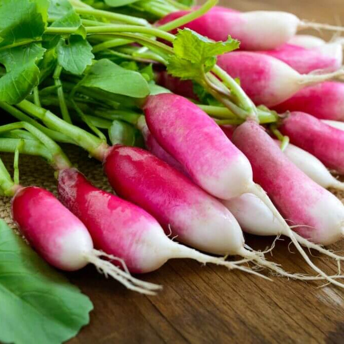 Radish Seeds – Red White