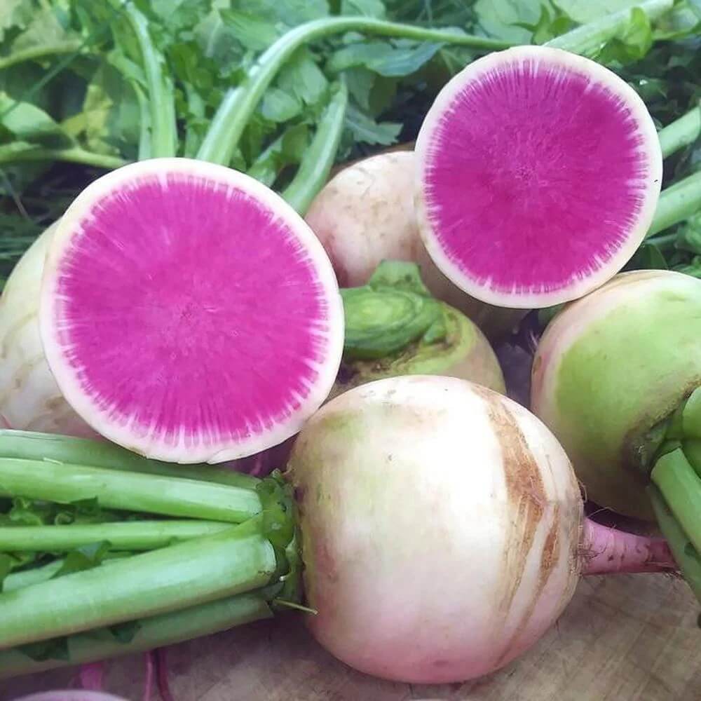 Radish Seeds – Starburst Mix