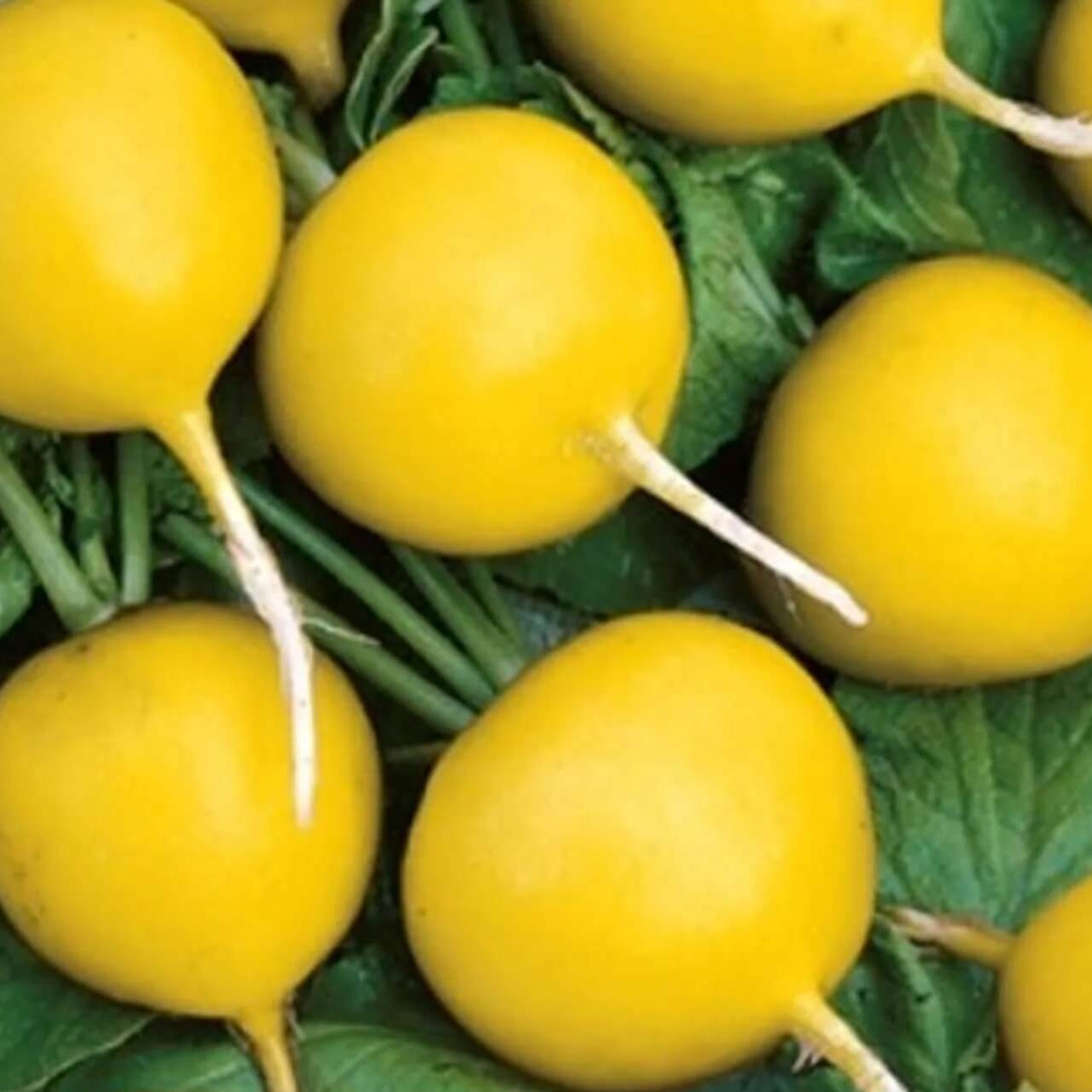 Radish Seeds – Yellow