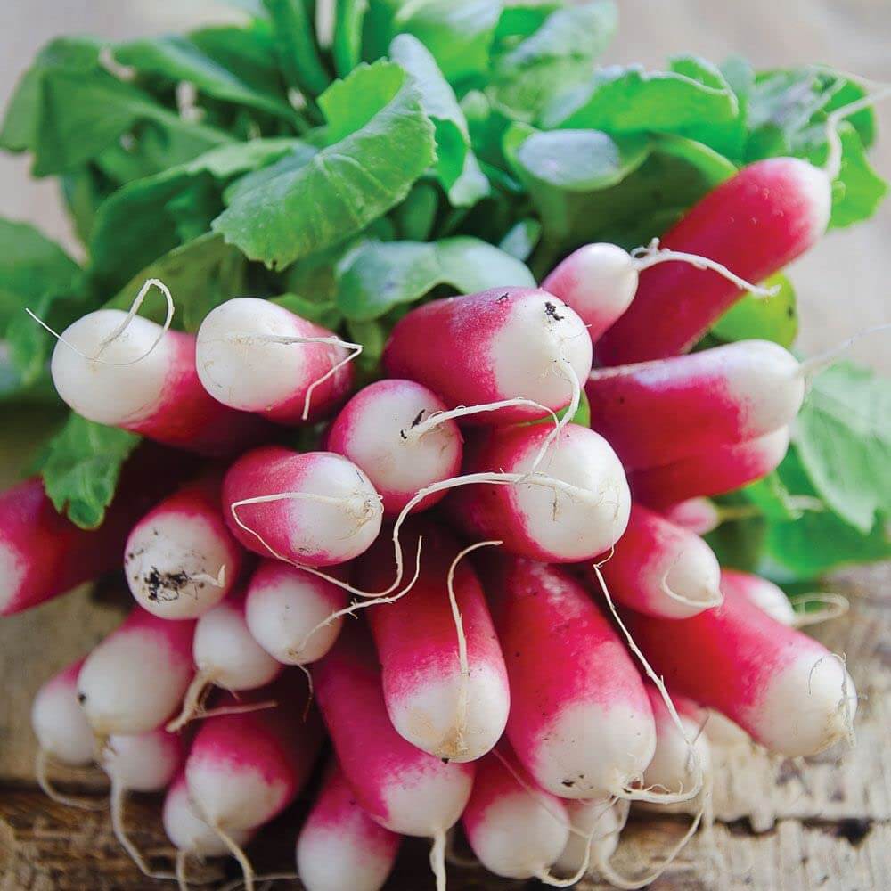 Radish Seeds - Mila