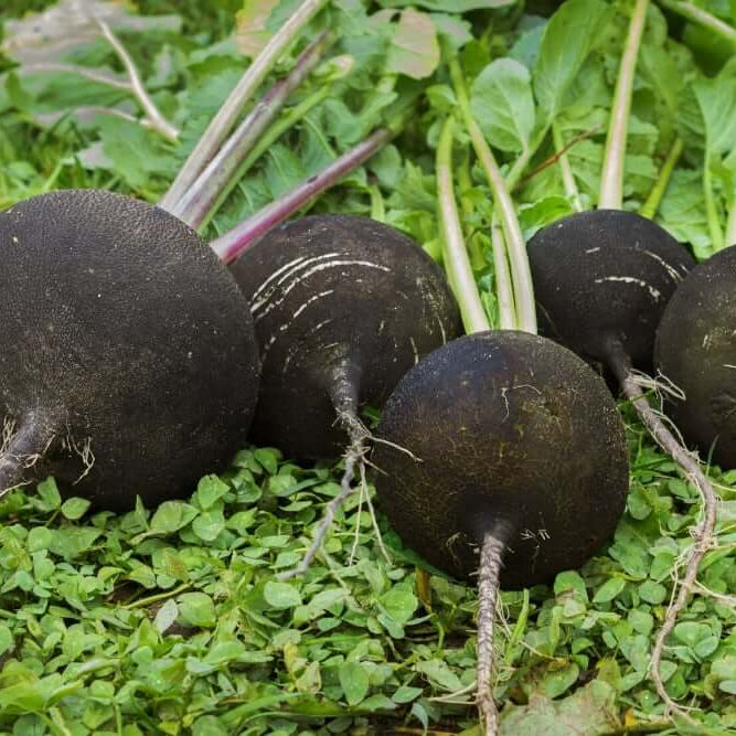Radish Seeds – Deep Brown