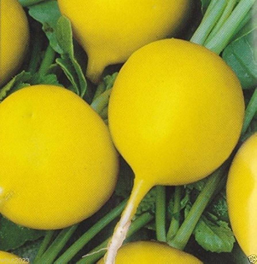 Radish Seeds – Yellow