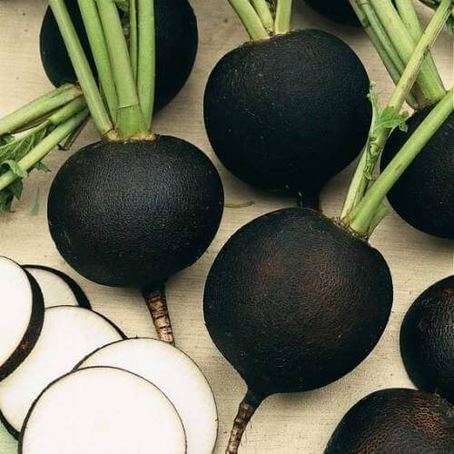 Radish Seeds – Black 