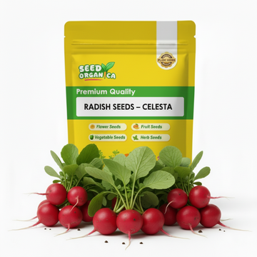 Radish Seeds – Celesta