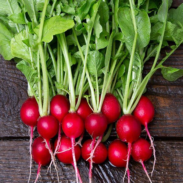 Radish Seeds – Cherry Belle