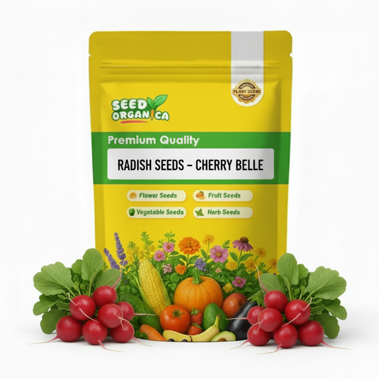 Radish Seeds – Cherry Belle