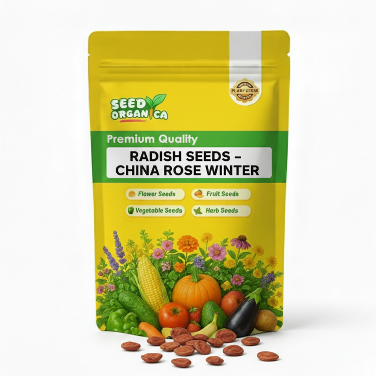 Radish Seeds – China Rose Winter