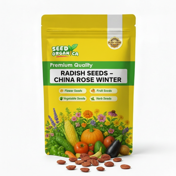 Radish Seeds – China Rose Winter