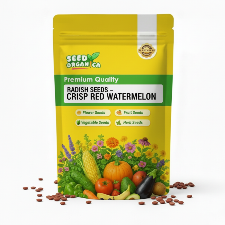 Radish Seeds – Crisp Red Watermelon