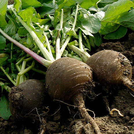 Radish Seeds – Deep Brown