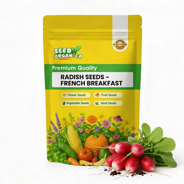 Radish Seeds – French Breakfast