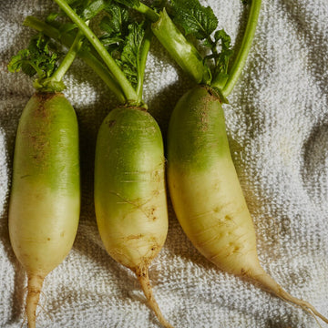 Radish Seeds – Green