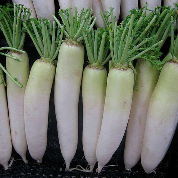Radish Seeds – Green White
