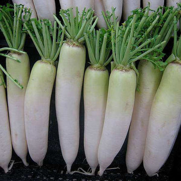 Radish Seeds – Green White