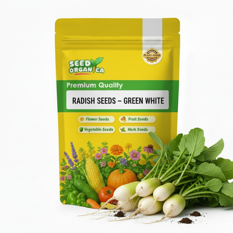 Radish Seeds – Green White