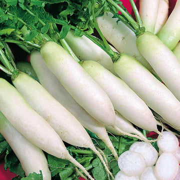 Radish Seeds – Japanese Minowase
