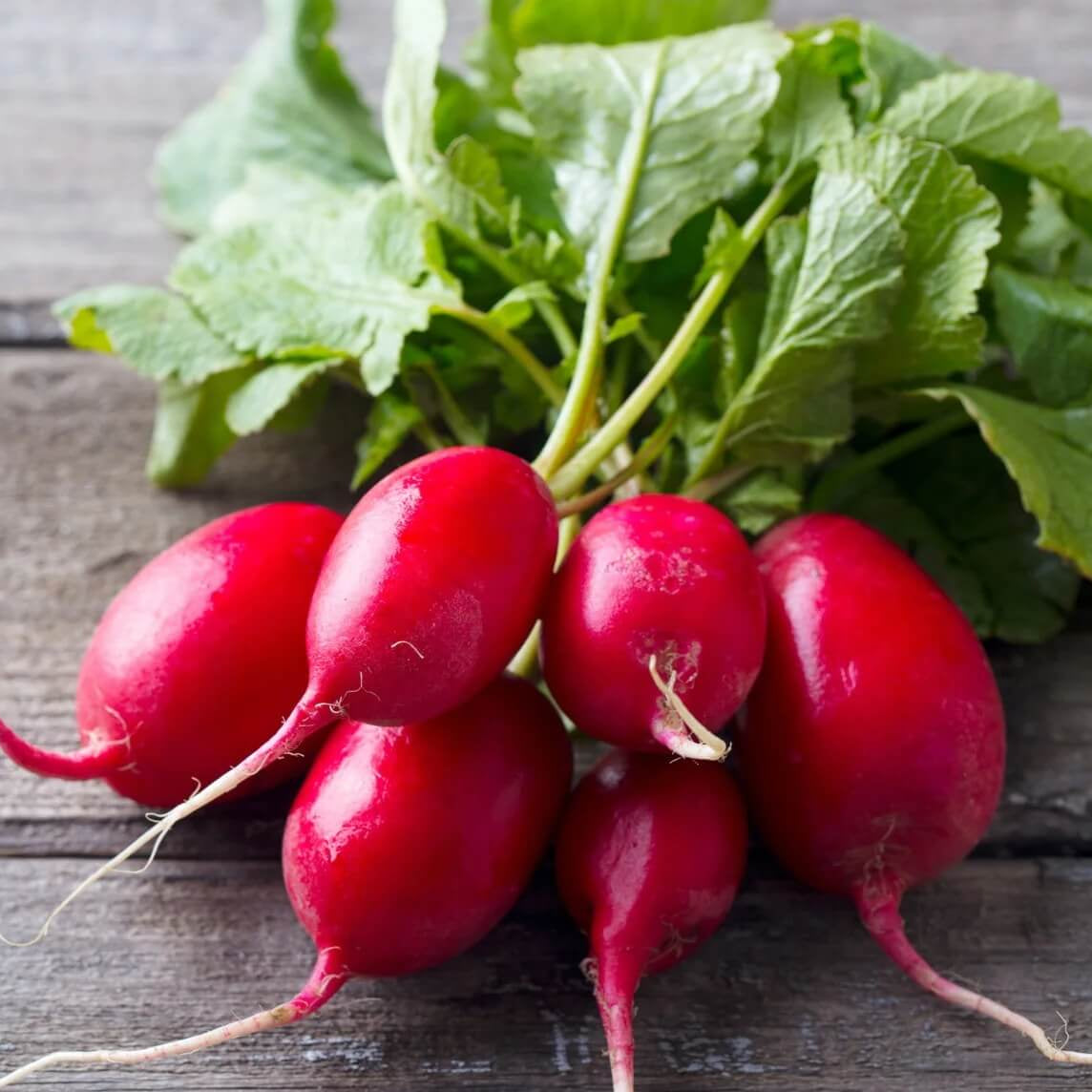 Radish Seeds – Lady Slipper