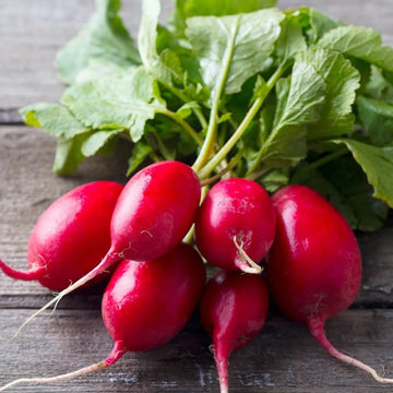 Radish Seeds – Lady Slipper