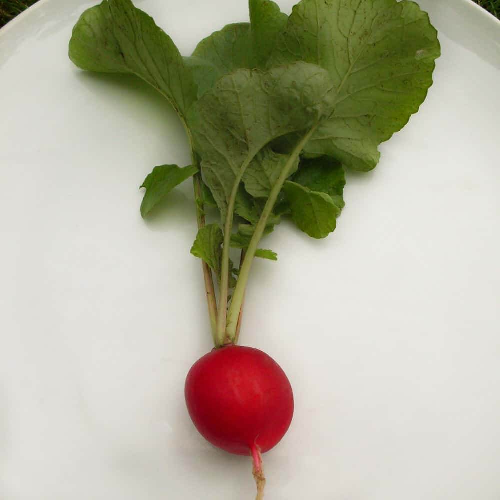 Radish Seeds – Meister