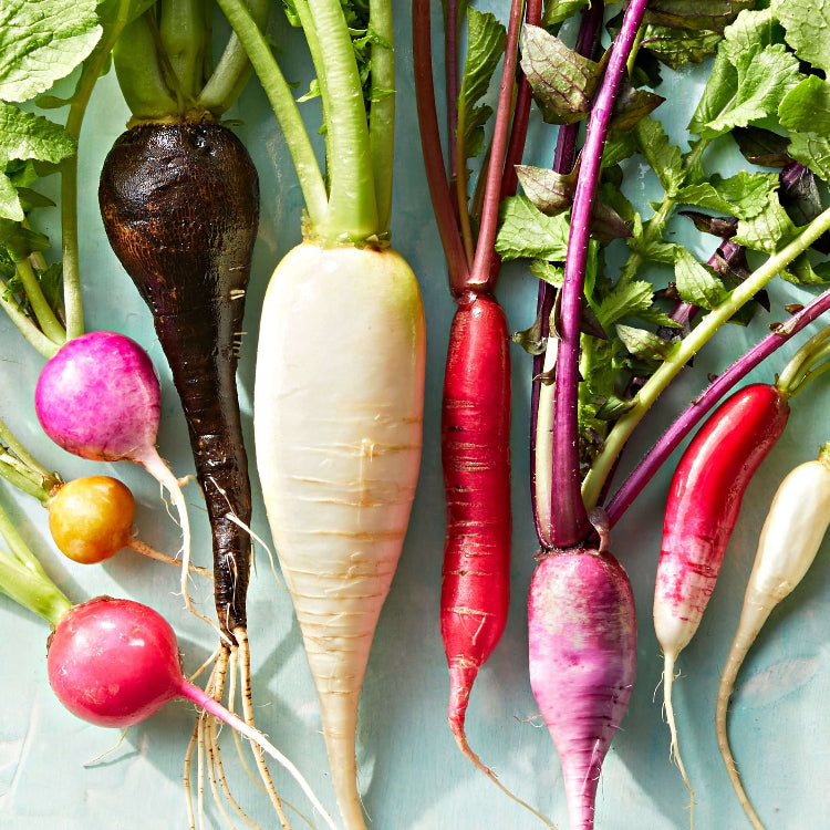 Radish Seeds – Mixed