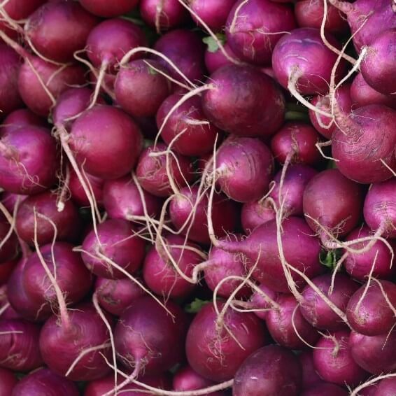 Radish Seeds – Purple Giant