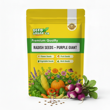 Radish Seeds – Purple Giant