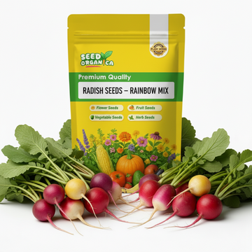 Radish Seeds – Rainbow Mix