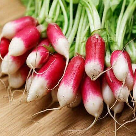 Radish Seeds – Red White