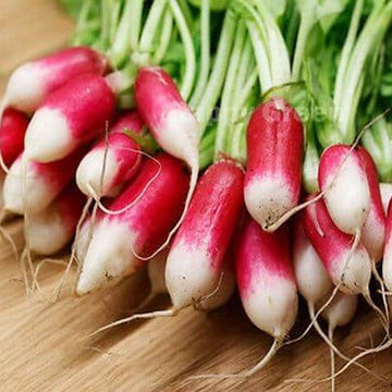 Radish Seeds – Red White
