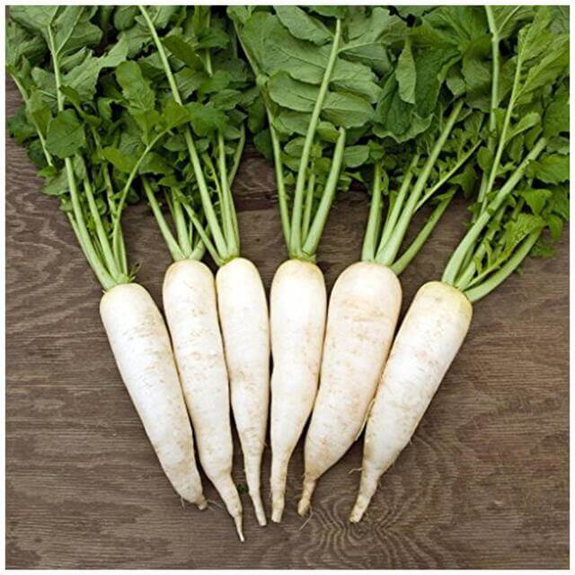 Home Raddish Waterline Radish Seeds | Garden Radish Vegetable Seeds