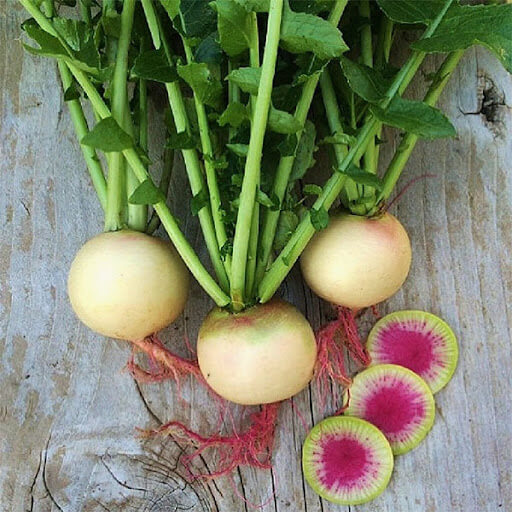 Radish Seeds – Watermelon