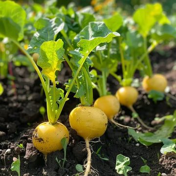 Radish Seeds – Yellow