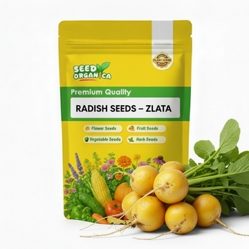 Radish Seeds – Zlata